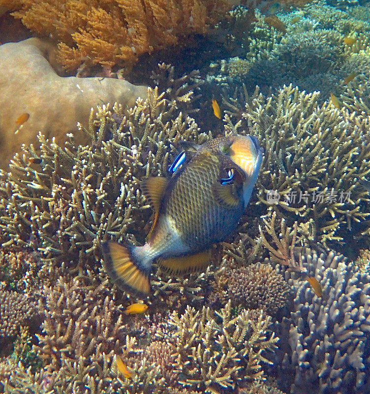 两只蓝条纹清洁濑鱼(Labroides dimidiatus)正在清洁一条巨箭鱼(Balistoides viridescens)